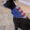 Hair Glove® American Crossbones Flag Dog Danna