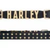 American Accessories Ladies' Belts & Buckles Harley-Davidson® Women's Gold Digger Belt, HDWBT11368