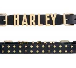 American Accessories Ladies' Belts & Buckles Harley-Davidson® Women's Gold Digger Belt, HDWBT11368